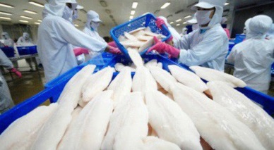 Seafood pangasius - Vietnamese pangasius is favoured in many major Chinese cities