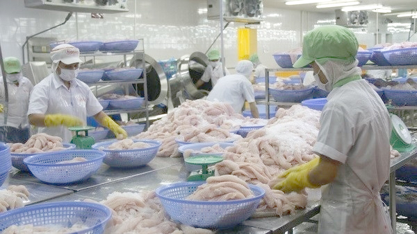 Seafood pangasius - Pangasius exports flourished again